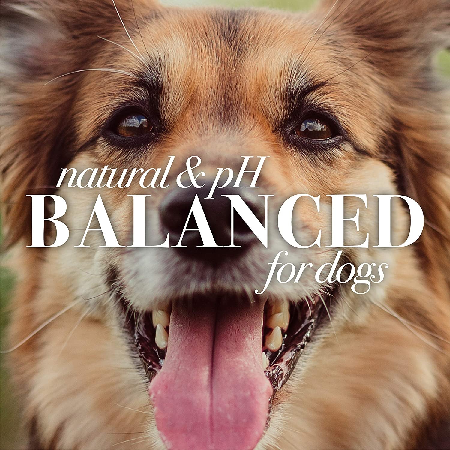 Burt'S Bees for Dogs Deodorizing Dog Shampoo and Dog Deodorizing Spray, Apple & Rosemary Dog Shampoo, Natural Dog Shampoo, Puppy Shampoo, Dog Bathing Supplies, Dog Wash, Pet Shampoo